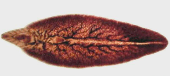 Bekons